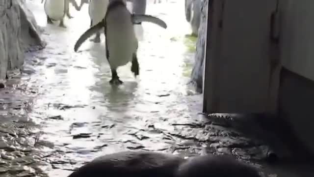 Feeding time at the penguins