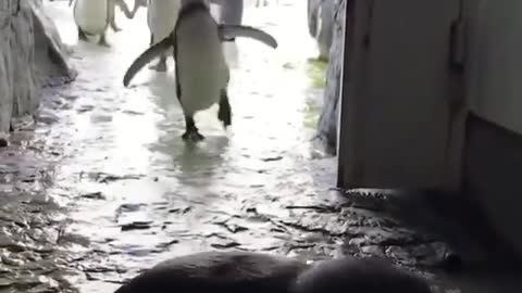 Feeding time at the penguins