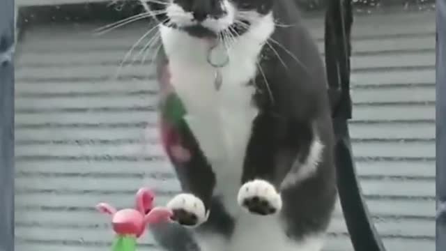 Funny Cat Videos 😂 - Best Cat Video 😺😍