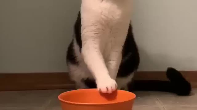 Cute cat funny videos😂😂🐱🐱🐱