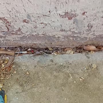 painted lady butterflies taking off