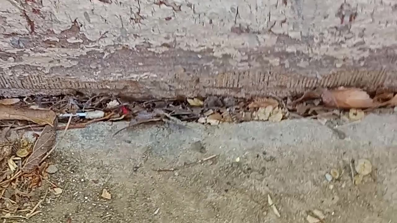 painted lady butterflies taking off