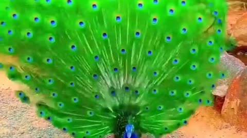 Peacock 🦚