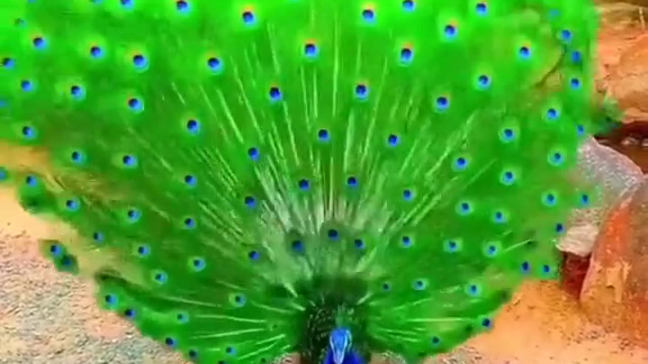 Peacock 🦚