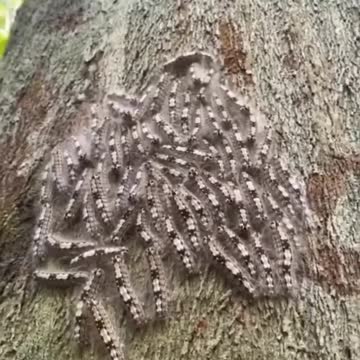 Caterpillars' social groups are often sensitive to noise, reacting like a pulse to every vibration..