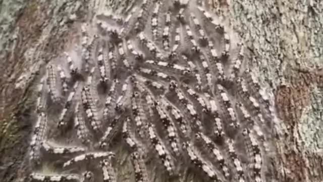Caterpillars' social groups are often sensitive to noise, reacting like a pulse to every vibration..
