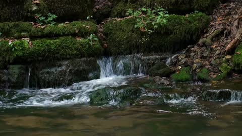 Rain Forest water fall