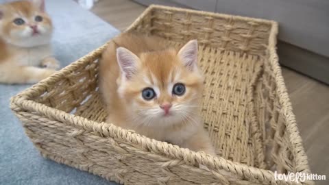 A chubby kitten lovely