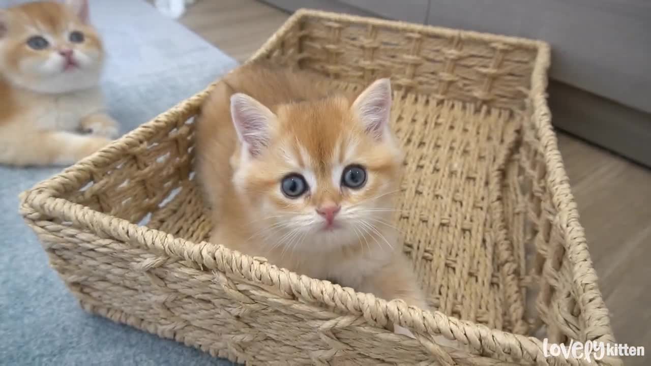 A chubby kitten lovely