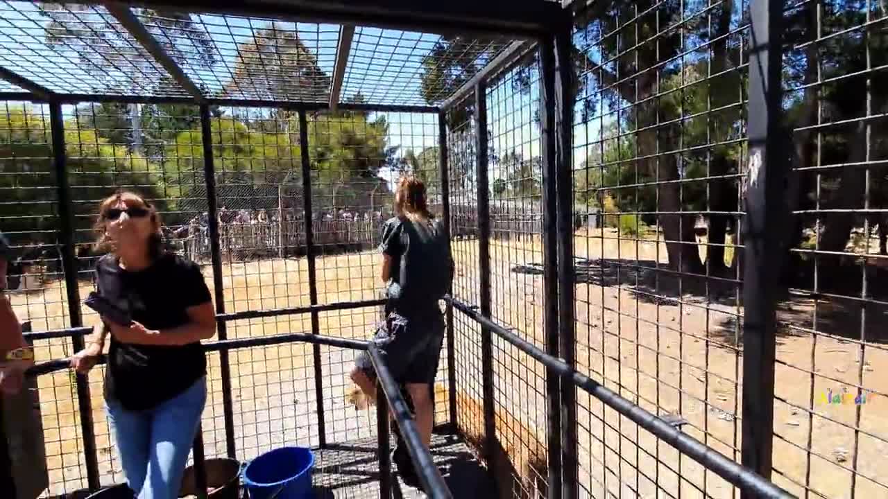 Take turns posing with lions