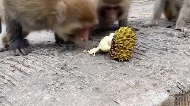 The monkey is eating