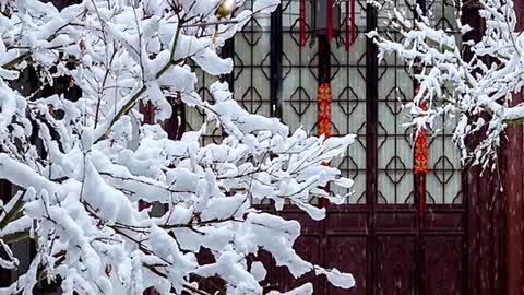 The snow falls on the branches