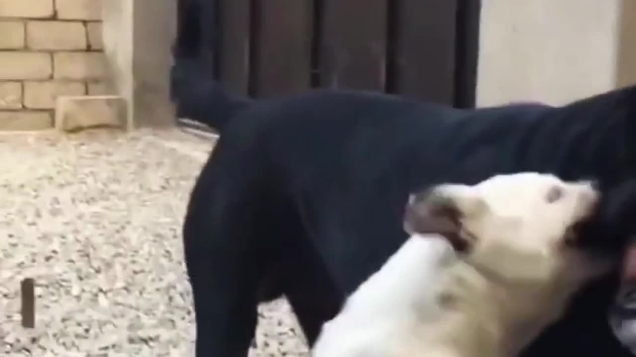 Dog Funny Video 🥰 ||