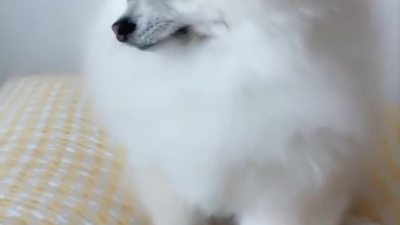When Your Dog is Blushing 🤣