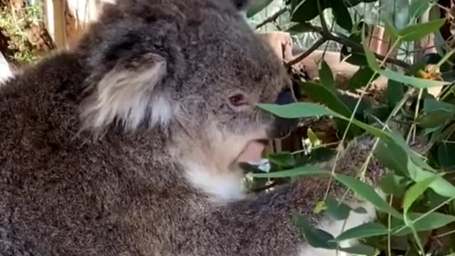 My name is koala, I'm a lazy animal