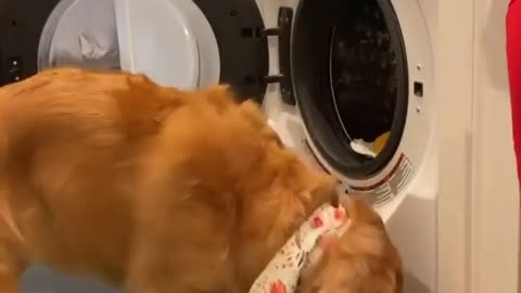 Cute dog using washing machine