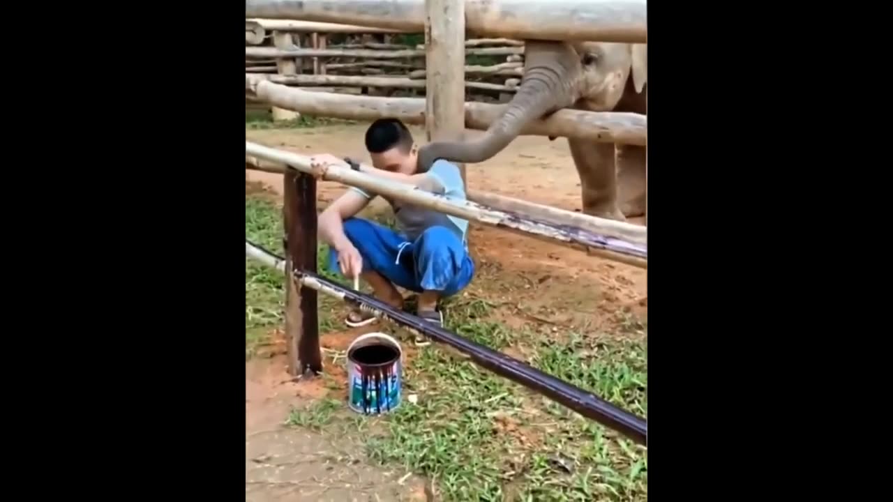 Funny and cute animals video compilation