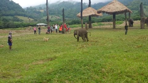 Cute Baby Elephant Gets Frustrated After Chasing A Dog