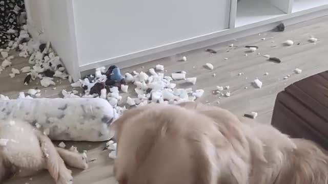 Puppy Makes a Mess, Then Promptly Falls Asleep