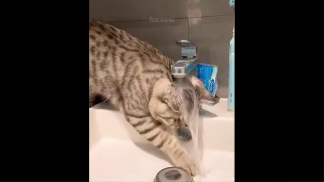 Funniest Animals Best Of The 2021 Funny Animal Videos