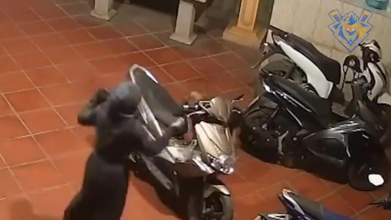 funny animal