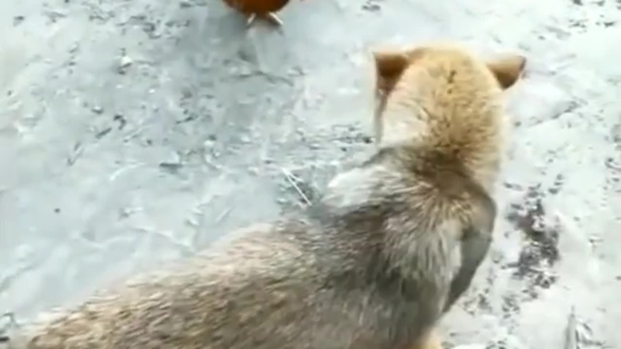 Nature's Drama Unfolds: Thrilling #AnimalMoments in the Wild πΏπ¦ #WildlifeEncounters