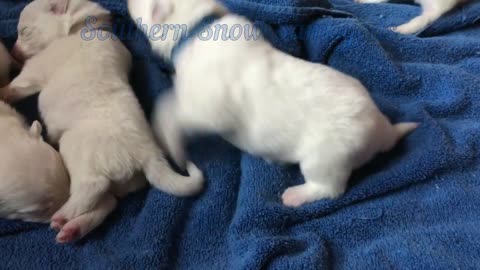 The samoyed dogs,feeding the puppies