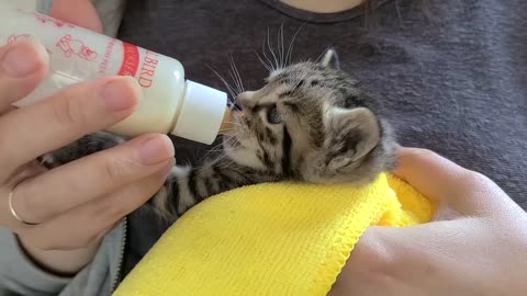 Milk-eating baby cat
