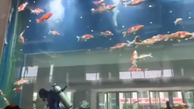 Beautiful fish pond