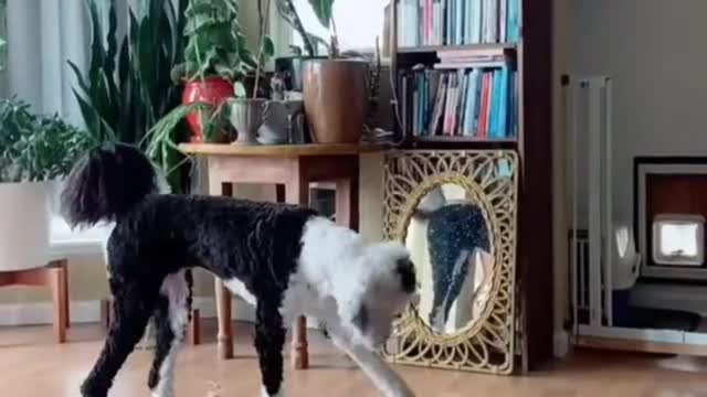 🐕 | Dog Training 🐾 | #shorts # dog #dogtraningSmart Dog Training Video 🐶 | Dog Training Tricks