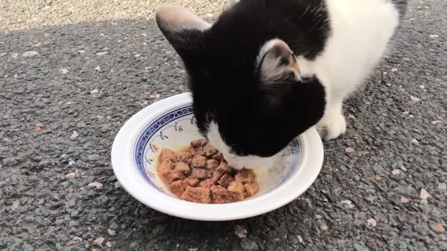 Cute Cat Eating Food