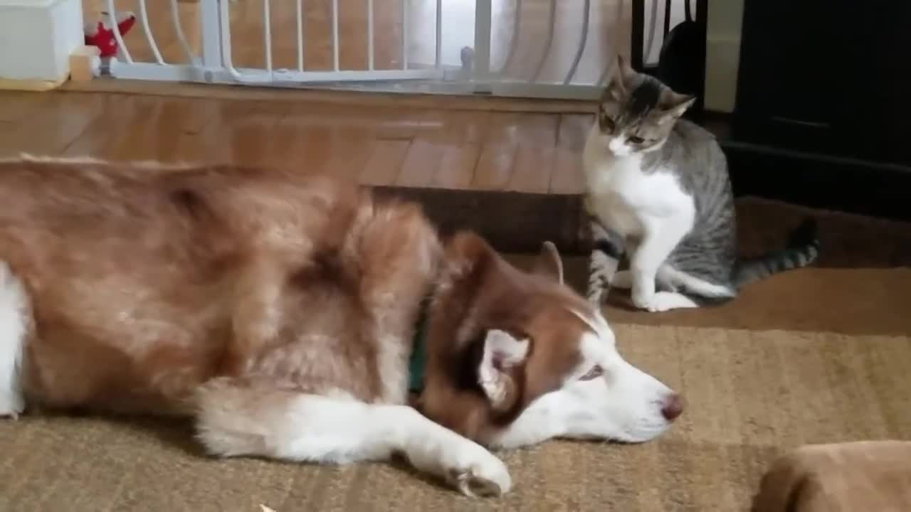 Cat bullies our Husky