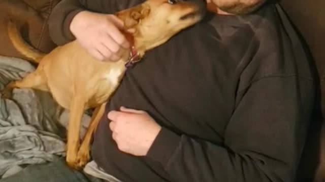 Man serenades his dog, dog simply loves it