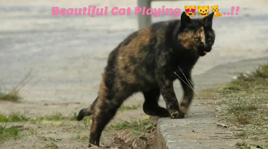 Beautiful Cat Playing 😻🐱🐈..!!