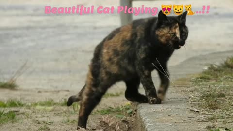 Beautiful Cat Playing 😻🐱🐈..!!