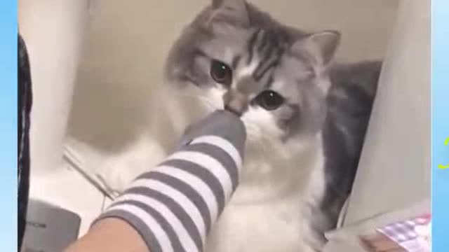 Cat Reaction to socks. #©@T#FUNNY