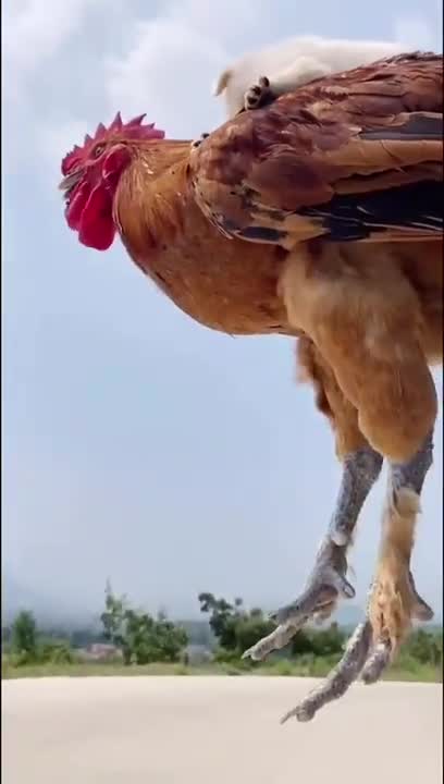 Funny Animal Videos - Awesome Funny Pet Animals | Cute Animals | Super Funny Dog Videos #short video