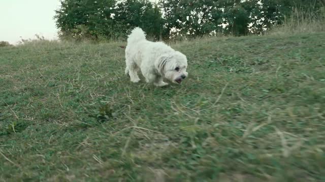 Dogs Predict Earthquakes? Dog Signs Before an Earthquake