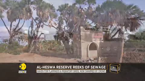 Yemen War_ Nature reserve abandoned, trees cut down