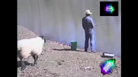 Cute and Funny Dogs Video Compilation 2021 _ Funniest Animals Video