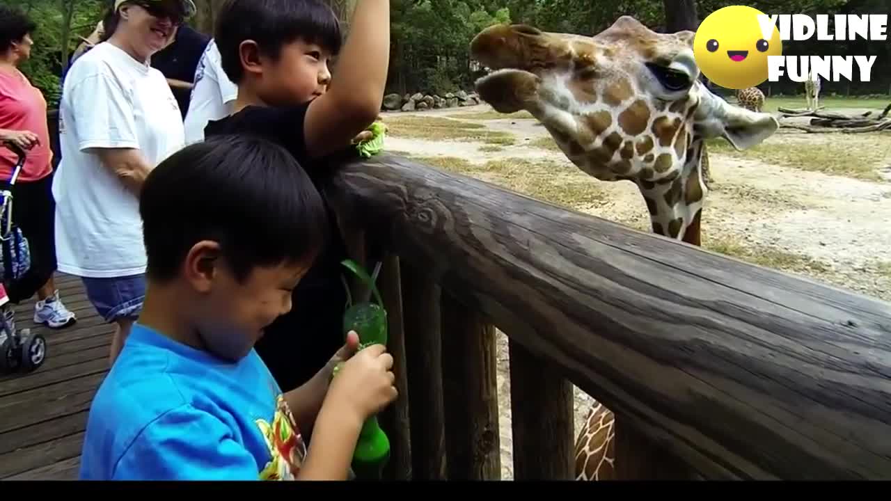 Funniest fails in the zoo‼️ TRY NOT TO LAUGH COMPILATION 🔥