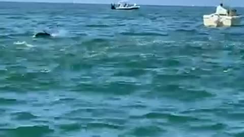 HUGE TARPON!!!!! Fishing!!!