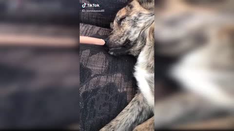 Dog Reaction to Eating Food - Funny Dog Food Reaction Compilation