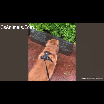 Birds atack on dogs 🤣🤣😂😂 #funnydogs #funnycats #funnyanimals