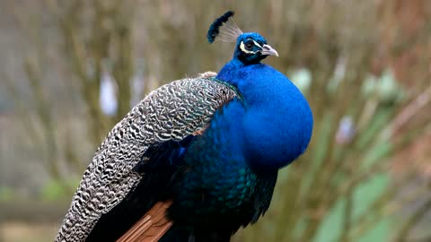 The blue peacock relaxing in nature.