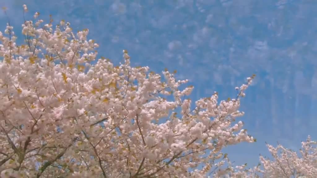 Spring has come and flowers have blossomed