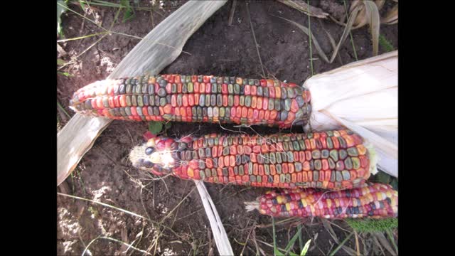 Highly Ornamental Seneca Red Stalker Corn Cob Recording September 2021