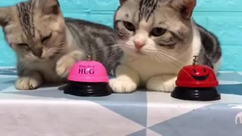 Lovely Cat, black cat, cats, funny cats, funny cat videos