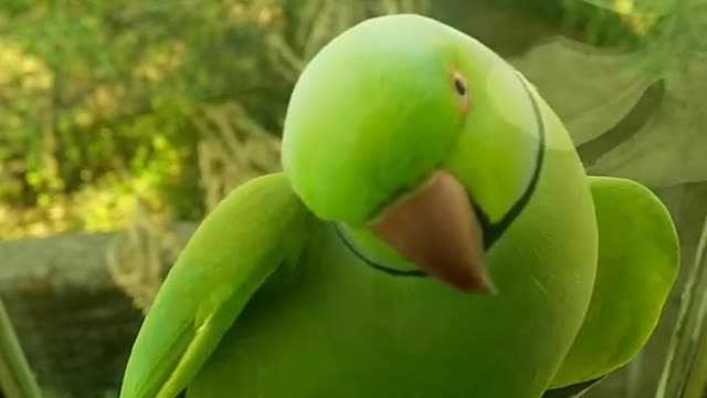 Beautiful parrot ||Nature||beautiful birds||