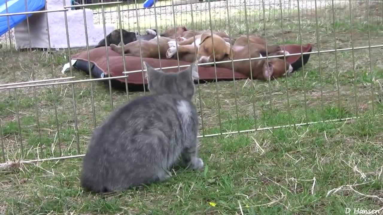 10 pit bull puppies and 1 brave kitten and 1 happy pug